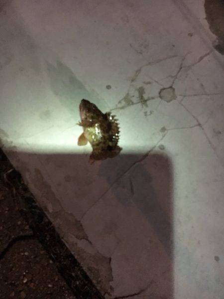 とりあえず釣れてます