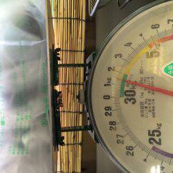 遠征なんとかボウズ逃れの劇渋