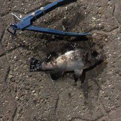 春は近づいているようです