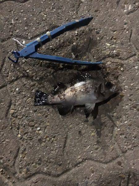 春は近づいているようです