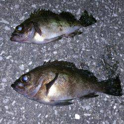 初フロートリグで良型メバルGET