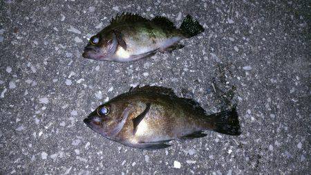 初フロートリグで良型メバルGET