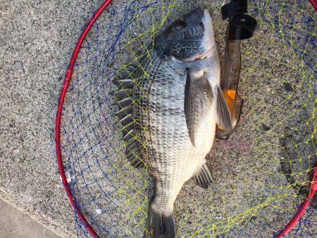 ノッコミ到来？！