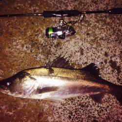 浅場のキビレさん探し