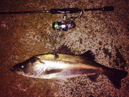 浅場のキビレさん探し