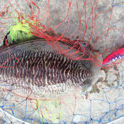 安定の和歌浦のコウイカ!