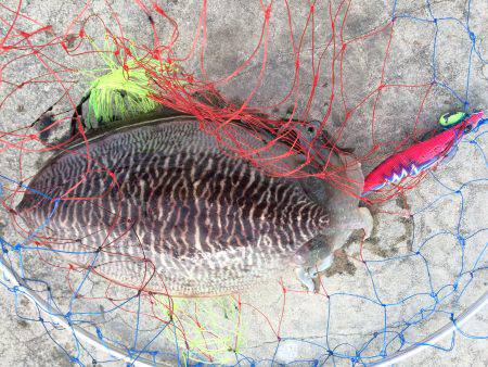 安定の和歌浦のコウイカ!