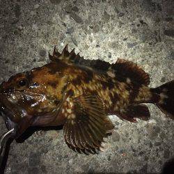 久方ぶりのガッシーとご対面＼(^o^)／