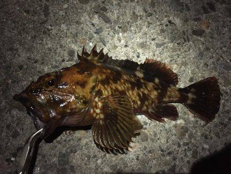 久方ぶりのガッシーとご対面＼(^o^)／