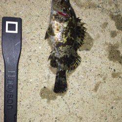 久しぶりのメバリング