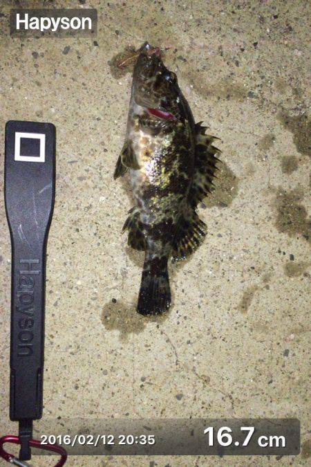 久しぶりのメバリング