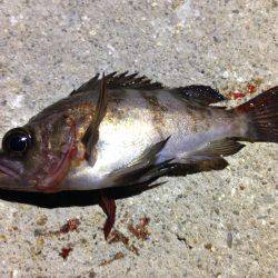 雨が降る前に一振り。