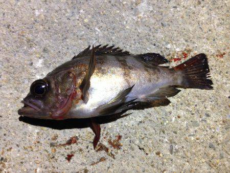 雨が降る前に一振り。