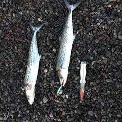 カツオのつもりが…