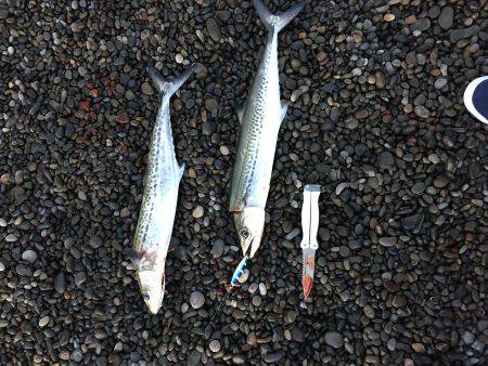 カツオのつもりが…