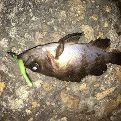 渋すぎメバリング！