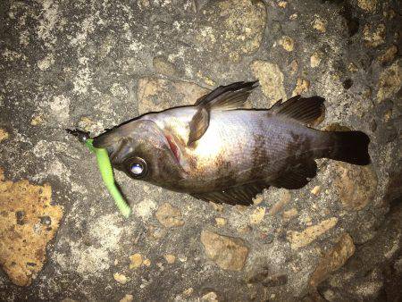 渋すぎメバリング！