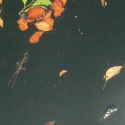 見えるが食わず