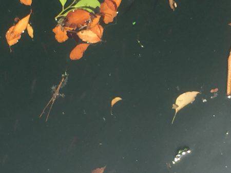 見えるが食わず