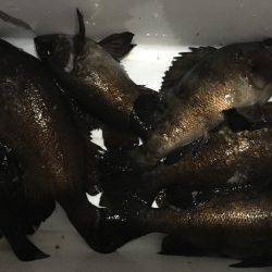 爆風メバリング…。