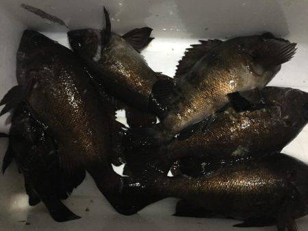 爆風メバリング…。