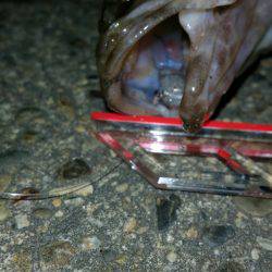 タケノコめばるはたのすぃー(笑)