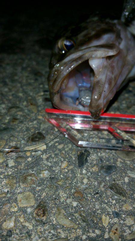 タケノコめばるはたのすぃー(笑)