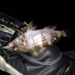 今年初の泉南メバリング！