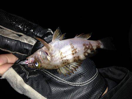 今年初の泉南メバリング！