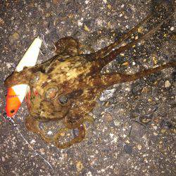 良型出るも尻すぼみ