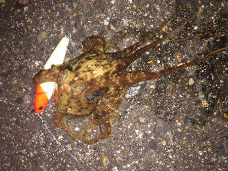 良型出るも尻すぼみ