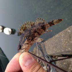 激渋ライトゲーム