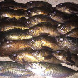 メバルちゃん…。