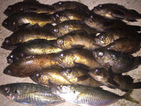 メバルちゃん…。