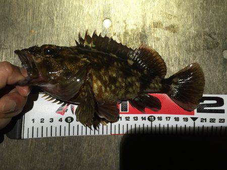 一週間ぶりにガッシーとご対面\(^o^)/