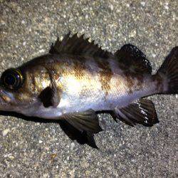 ド干潮！そんなの関係ない！