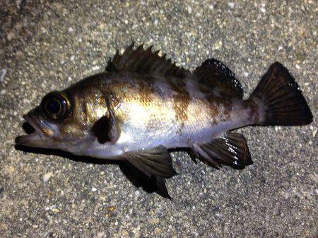 ド干潮！そんなの関係ない！