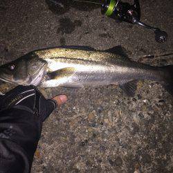 久しぶりのシーバス