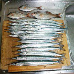 サヨリ23本ゲット!!