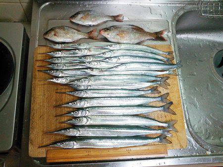 サヨリ23本ゲット!!