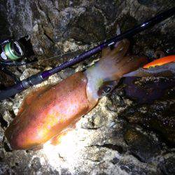 チビ赤さんGET～～