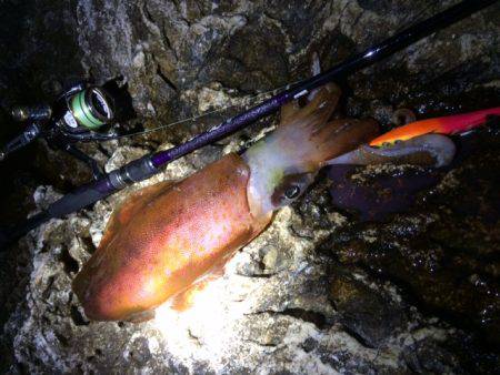 チビ赤さんGET～～