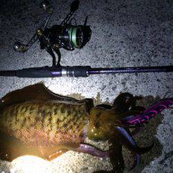 耐久南紀エギング