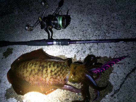 耐久南紀エギング