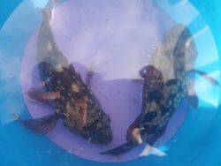 大阪南港海釣り公園　チヌ、ガシラ