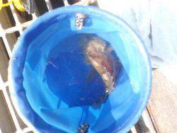 大阪南港海釣り公園　ガシラ