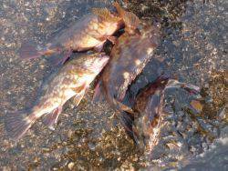 大阪南港海釣り公園　ガシラ