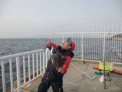 大阪南港海釣り公園　ガシラ、チヌ