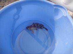 今期初のタコ！大阪南港海釣り公園