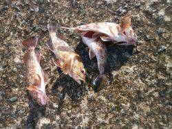 大阪南港海釣り公園　カレイ、ガシラ